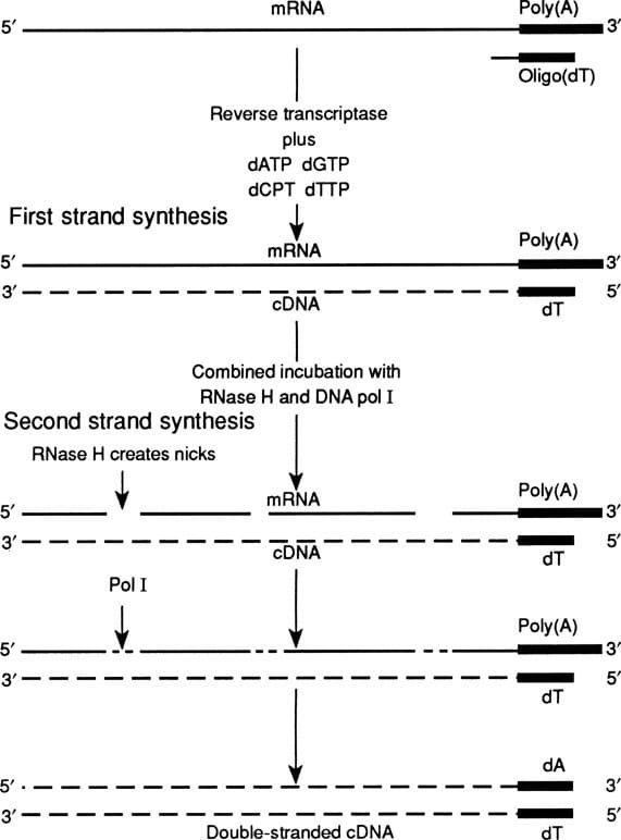 Advantages of CDNA for Gene Expression Analysis