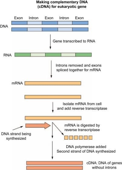 Advantages of CDNA for Gene Expression Analysis