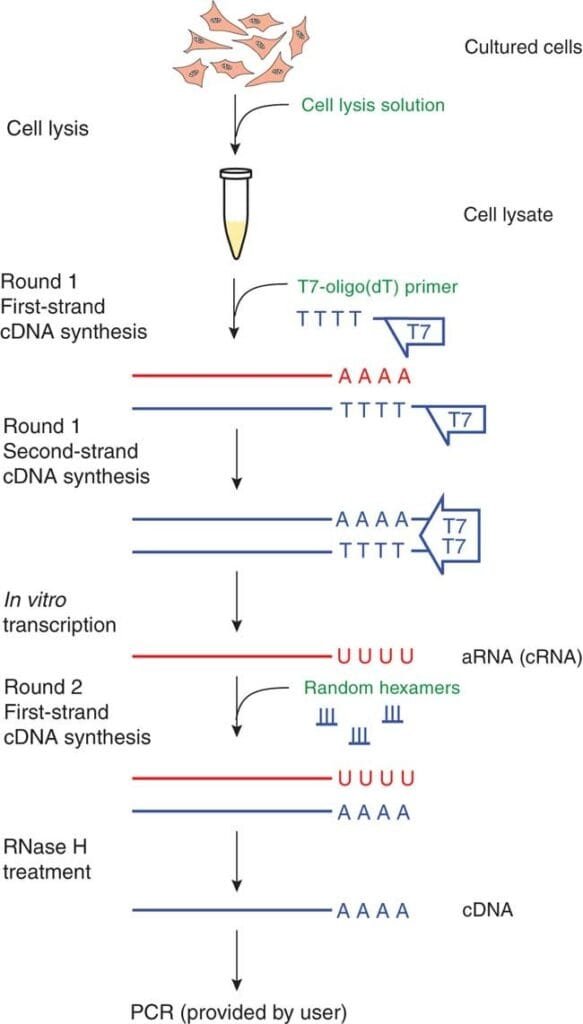 Advantages of CDNA for Gene Expression Analysis