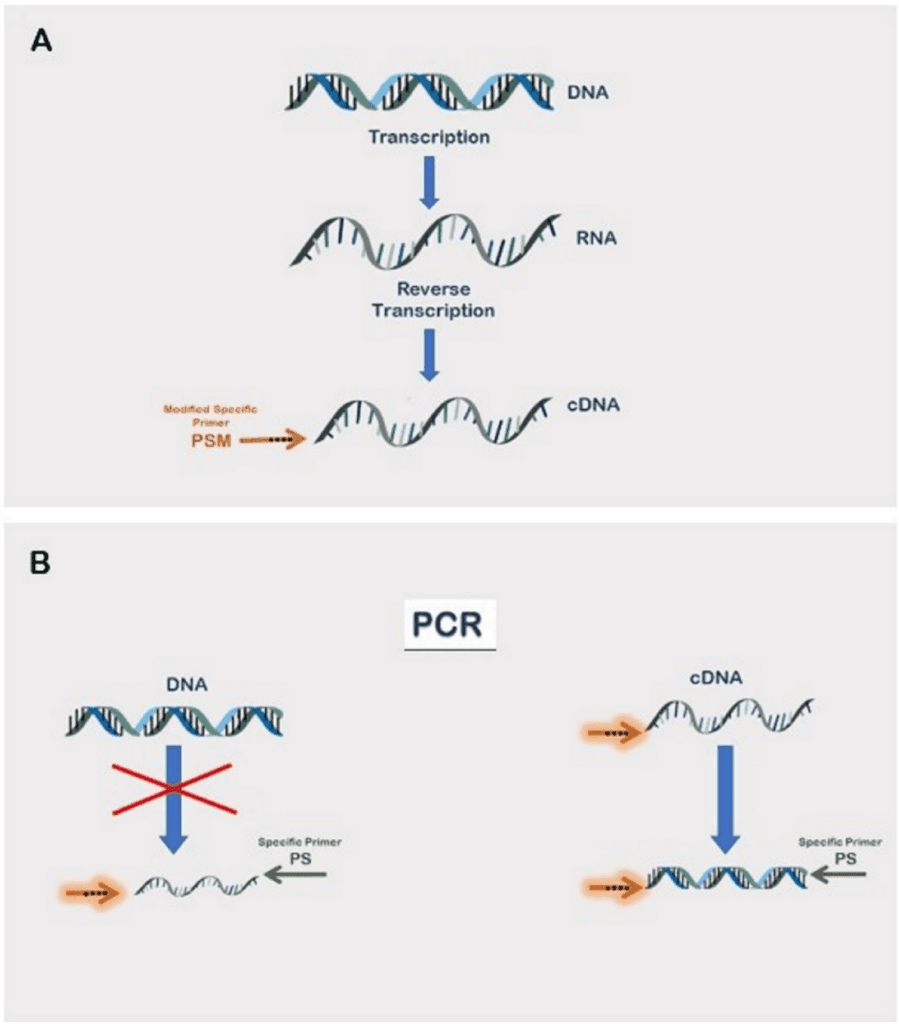 Advantages of CDNA for Gene Expression Analysis