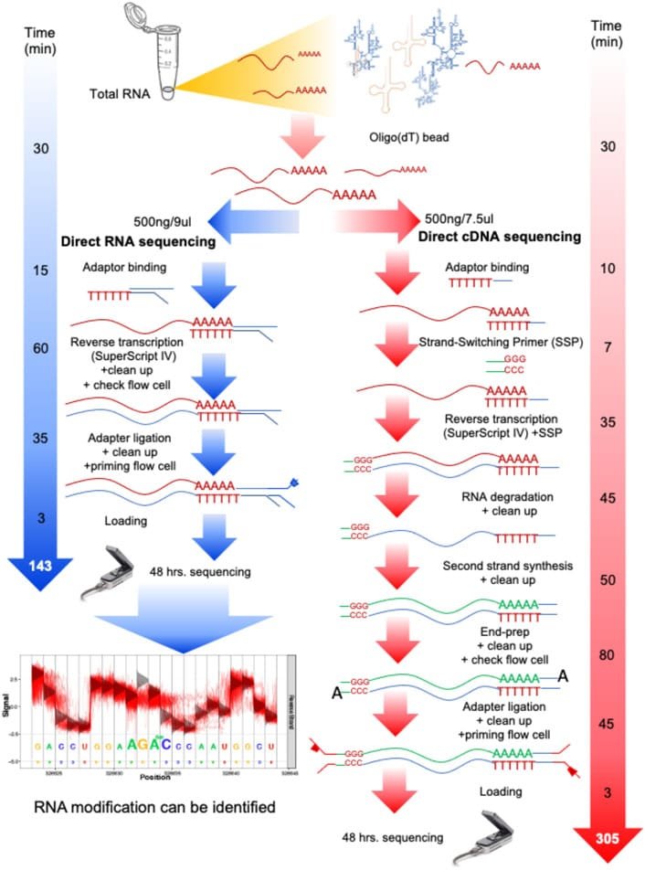 Advantages of CDNA for Gene Expression Analysis