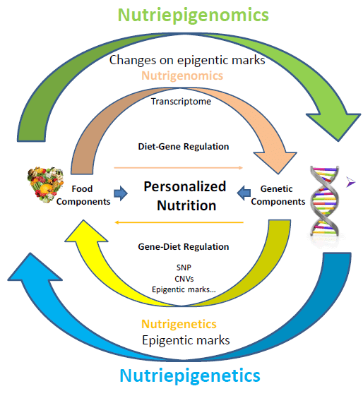 Exploring the Relationship between Nutrition and Genomics