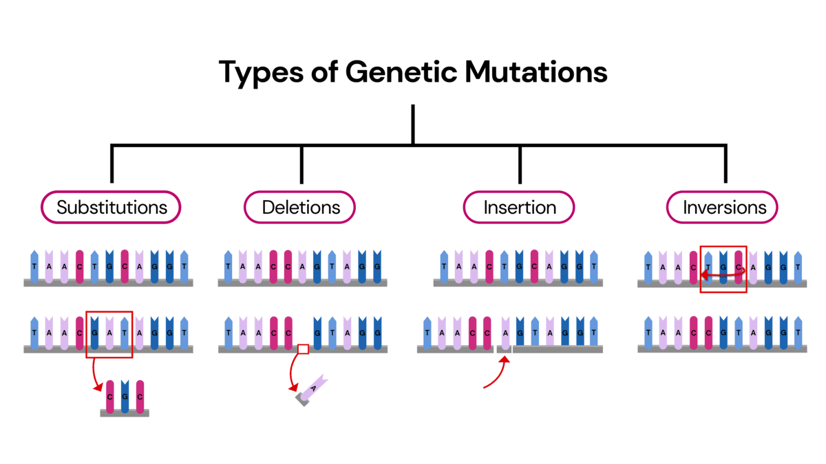 Understanding The Difference Between Genome And DNA Gene - Nutrigeno Matrix