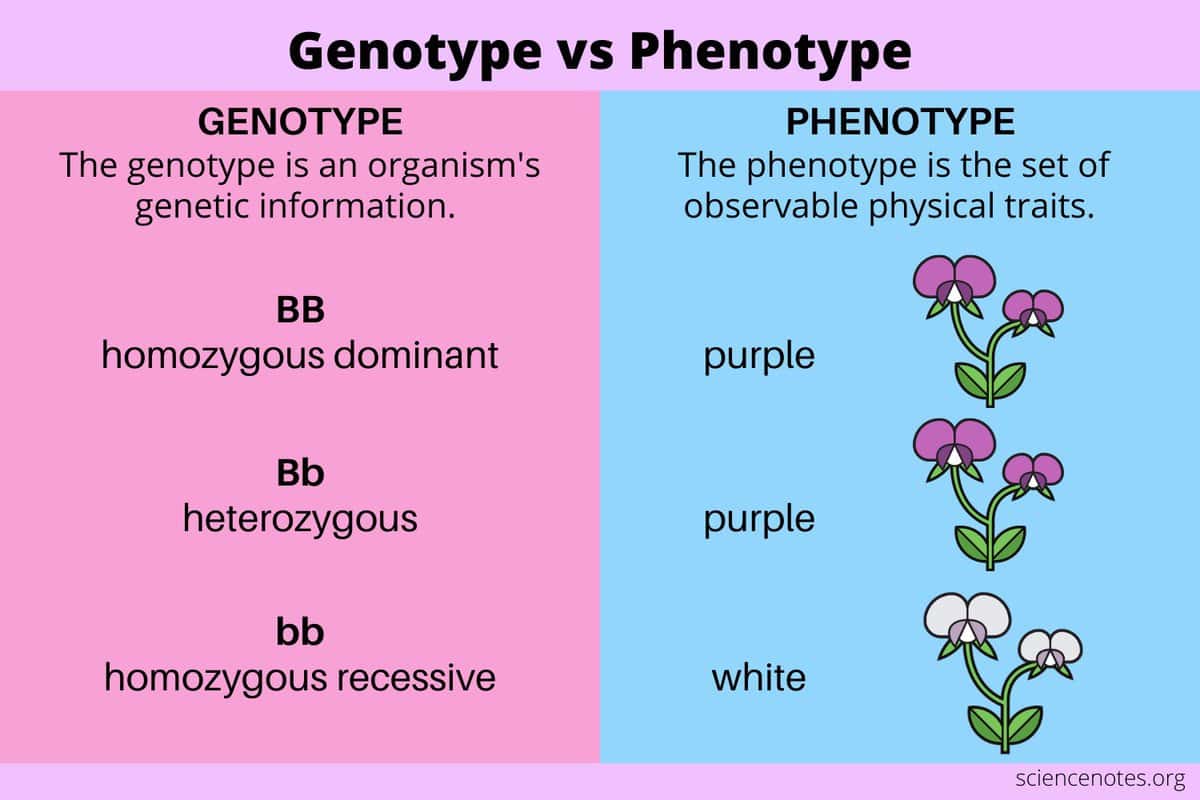 10 Words That Mean the Same as Nutrigenomics